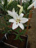 [5139 Buriano VH No02.JPG]